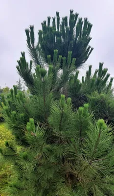 Сосна черная австрийская бонсай Pinus nigra austriaca 1000л (И) — цена в  LETTO