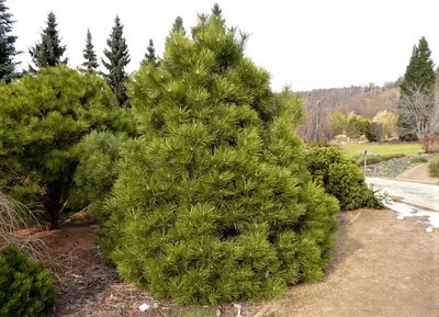 Сосна черная Нана (Pinus nigra Nana)
