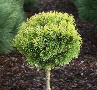 Сосна черная (Pinus nigra Nana C10 35-45) | Питомник растений Сосны