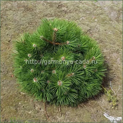 Сосна черная Нана C1,5 купить за 1 306 р. в садовом центре АСТ Медовое