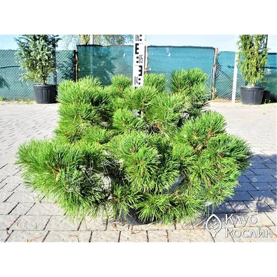Сосна черная Нана (ID#49201233), цена: 52.80 руб., купить на Deal.by