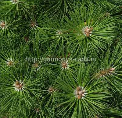 Продажа pinus nigra Сосна Чёрная Нана Nana в Санкт-Петербурге. Купить в СПб