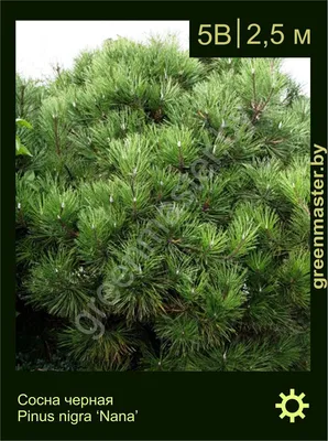 Сосна черная Нана (Nana) купить в Киеве, цена — Greensad