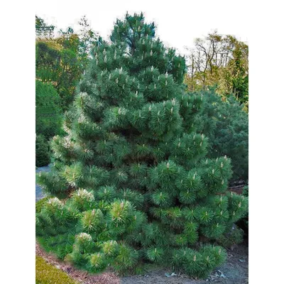 Сосна черная «Nana» Pinus nigra «Nana»