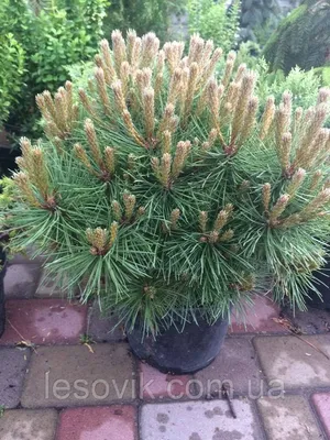 Сосна черная, pinus nigra