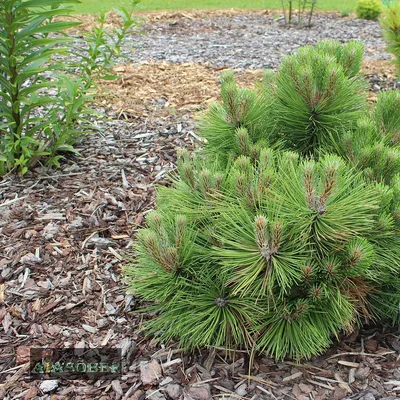 Сосна чорна Нана (Pinus nigra Nana) : продаж, ціна у Золотоноша. Саджанці  декоративних дерев і чагарників від \"Інтернет магазин Лісовик\" - 654992620