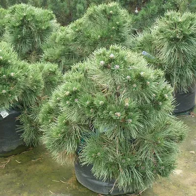 Сосна черная Нана (Pinus nigra Nana) С5 — Питомник Летний сад