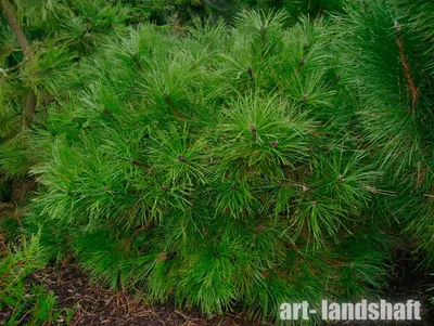 Сосна черная Нана (Pinus nigra Nana) (ID#654992620), цена: 1600 ₴, купить  на Prom.ua