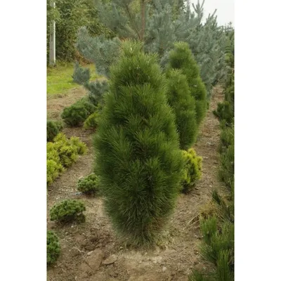 Сосна черная, pinus nigra
