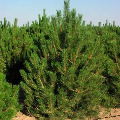 Сосна черная Нана / С20 / h 30-40 / Pinus nigra Nana: продажа, цена в  Харьковской области. Саженцы декоративных деревьев и кустарников от  \"БалСад\" - 1896716864