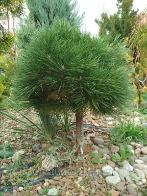Сосна черная (Pinus nigra)