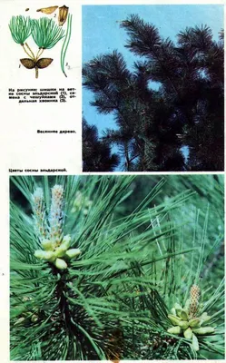 Eldar şamı Эльдарская сосна #эльдарскаясосна #eldarşamı #pinusbrutia  #pinuseldarica #dekor #декор #dekorativ #декоративныецветы #bitki… |  Instagram