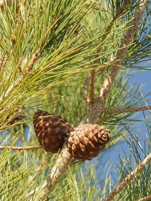 Pinus eldarica - Изображение особи - Плантариум