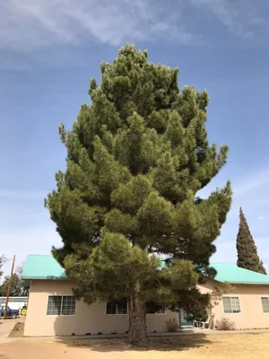 Eldar şamı Эльдарская сосна #эльдарскаясосна #eldarşamı #pinusbrutia  #pinuseldarica #dekor #декор #dekorativ #декоративныецветы #bitki… |  Instagram