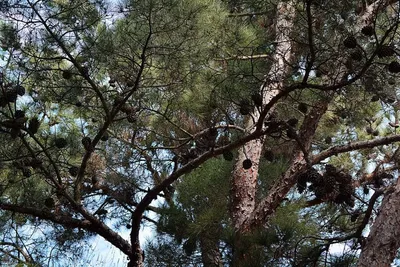 Pinus eldarica - Изображение особи - Плантариум