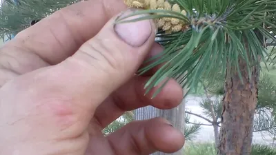 Сосна Эльдарская \"Pinus Eldarica\" (реликт) купить почтой в Одессе, Киеве,  Украине | Agro-Market