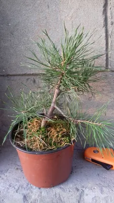 Сосна обыкновенная (SCOTS PINE) эфирное масло #85 - Manzana.lv