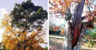 File:Pinus coulteri Coulter Pine სამხრეთ კალიფორნიის ფიჭვი (2).JPG -  Wikimedia Commons