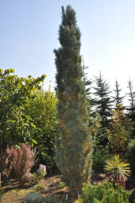 Сосна обыкновенная Фастигиата (Pinus sylvestris Fastigiata) купить саженцы  в Москве по низкой цене из питомника, доставка почтой по всей России |  Интернет-магазин Подворье