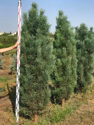 Сосна обыкновенная \"Фастигиата\" (Pinus sylvestris Fastigiata) - Хвойные  растения весна 2024 года - купить туи, сосны, ели.
