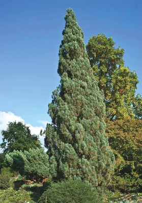 Сосна обыкновенная Фастигиата Pinus sylvestris Fastigiata | Питомник Тайга