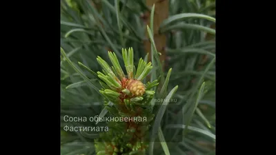 СОСНА ВЕЙМУТОВА'Fastigiata' -PINUS STROBUS 'Fastigiata' - В продаже -  Patioflowers