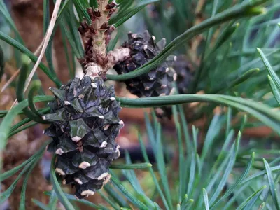 Fastigiata