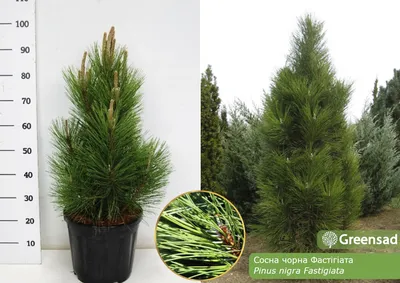 Сосна звичайна колоновидна Fastigiata 2 річна, Сосна звичайна Фастігіата,  Pinus sylvestris Fastigiata (ID#1829066744), цена: 400 ₴, купить на Prom.ua