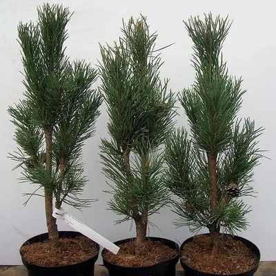 Купить сосна черная (pinus nigra \"fastigiata\") фастигиата с20 саженец с  доставкой в Ростове-на-Дону и России