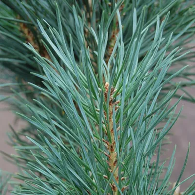 Сосна черная Фастигиата (Fastigiata) купить в Киеве, цена — Greensad