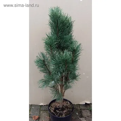 Сосна обыкновенная Fastigiata (Фастигиата) — Ромашка 96