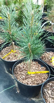 Сосна чёрная Фастигиата (Pinus nigra Fastigiata) купить саженцы в Москве по  низкой цене из питомника, доставка почтой по всей России | Интернет-магазин  Подворье