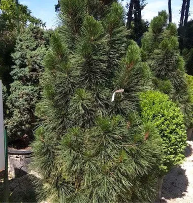 Fastigiata