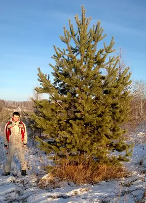 Деревья (крупномер), Сосна обыкновенная (Pinus Sylvestris), Экстра класс,  380-420 см. купить с доставкой по России, в Москву и СПб