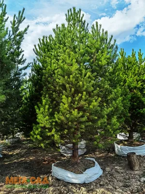 Сосна, дерево хвои, изолированное на белой предпосылке Стоковое Фото -  изображение насчитывающей обще, зеленый: 123648310