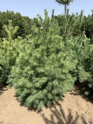 Сосна черная 🌲 по лучшей цене 39000 руб. в Москве - купить саженцы Pinus  Nigra в питомнике «Зеленый Рай»