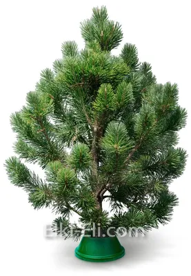 Сосна Крымская (Pinus nigra) - купить декоративные и хвойные растения с  доставкой по Украине в магазине Добродар