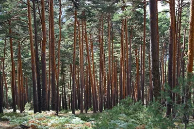 Сосна горная колумнарис. Описание, фото, купить в садовом центре.