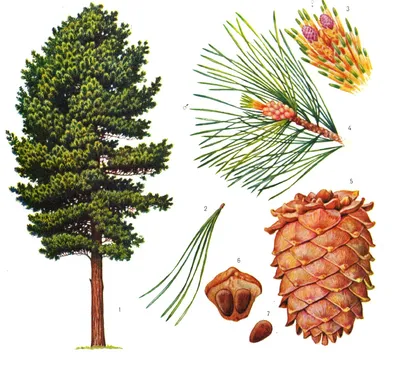 Сосна обыкновенная: описание и характеристики вида Pinus sylvestris