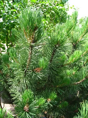 Сосна приморская (Pinus pinaster) - PictureThis
