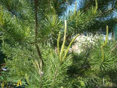 150-летняя сосна из Ивановской области может стать деревом года в России