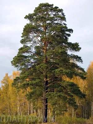 Сосна обыкновенная (Pinus silvestris)