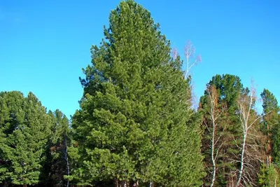 Природа Сосна Дерево - Бесплатное фото на Pixabay - Pixabay