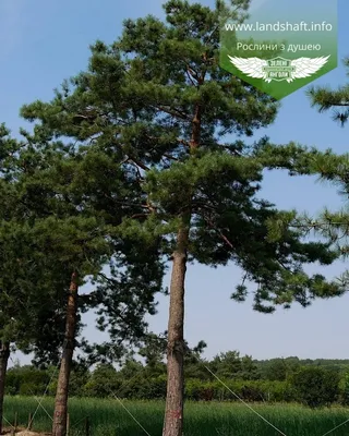 Pinus sylvestris, Сосна обыкновенная