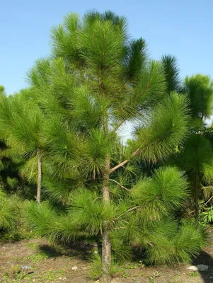 Сосна обыкновенная (Pinus silvestris)