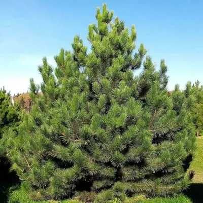 Сосна жёлтая (Pinus ponderosa)100-120см, С15 | Питомник растений Сосны