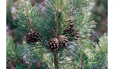 Семена и саженцы Сосна Черная по почте 🌲