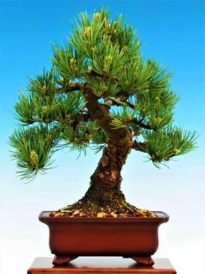 Сосна Крымская (Pinus Pallasiana) - КедровЪ ГрадЪ - питомник растений