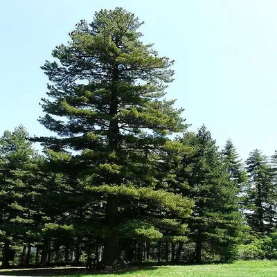 Рекомендации по уходу за уличным бонсай - Сосна (Pinus)