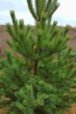 Сосна обыкновенная \"Pinus\" купить по цене от 5000 рублей в Москве и Мытищах